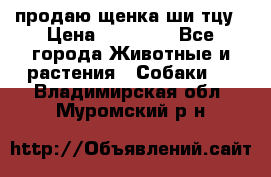 продаю щенка ши-тцу › Цена ­ 10 000 - Все города Животные и растения » Собаки   . Владимирская обл.,Муромский р-н